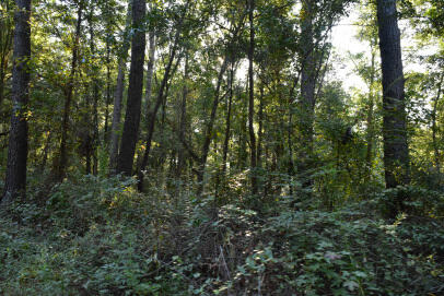 139 Ernestine Drive Georgetown, SC 29440 - Photo 3 of 5 DSC_0007