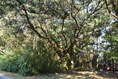 139 Ernestine Drive Georgetown, SC 29440 - Photo 5 of 5 DSC_0012