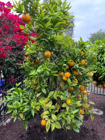 a view of a swimming pool with a garden