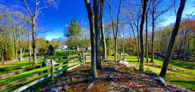 a view of a park with large trees