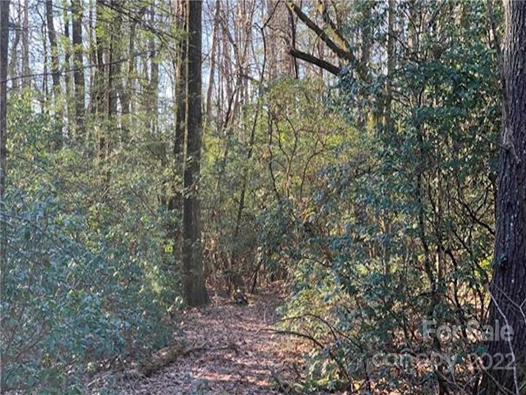 a view of forest