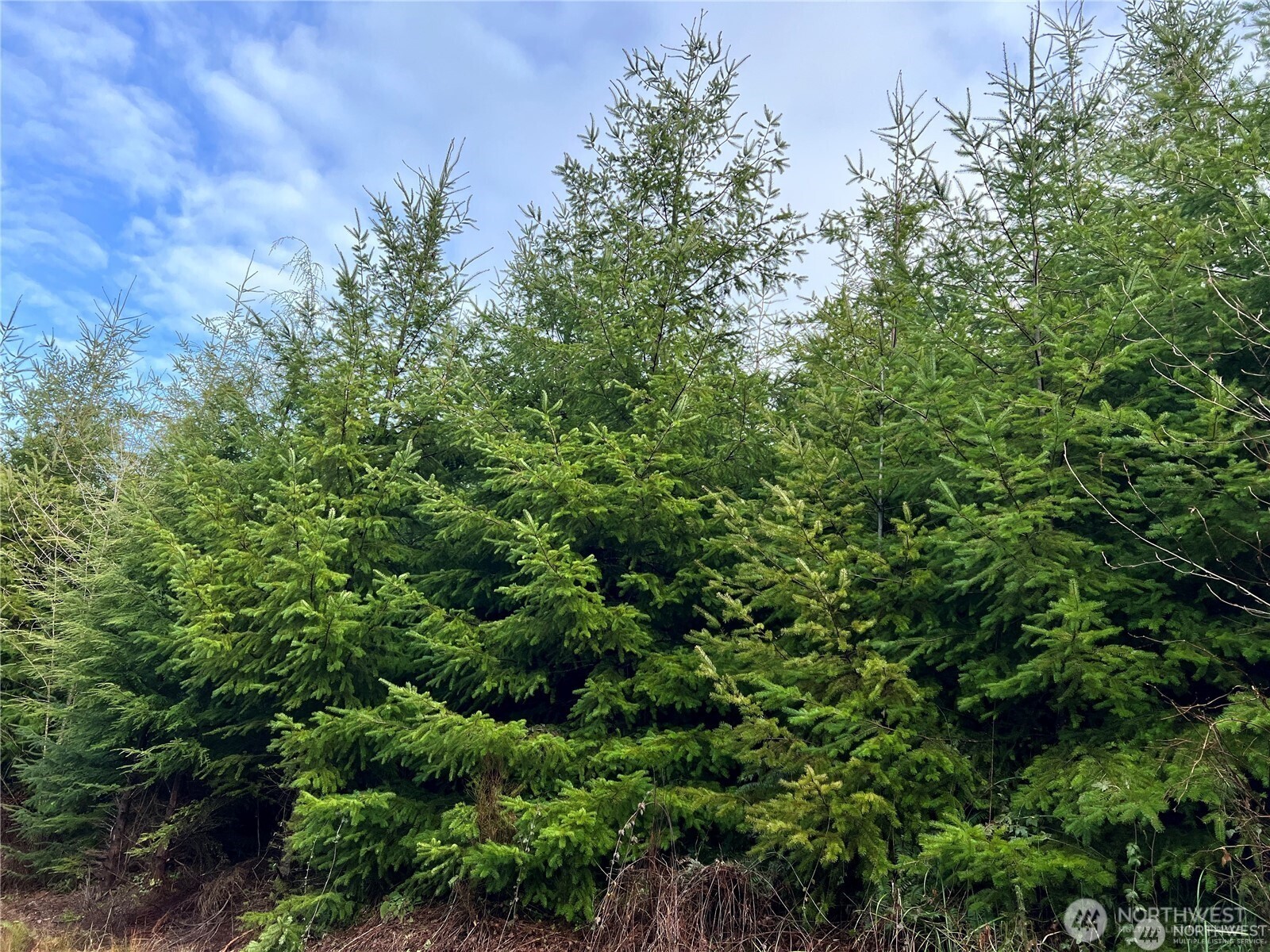 0 Hwy 101 Cosmopolis Wa 98537 Raymond, WA 98577 - Photo 3 of 6 a view of a lush green forest