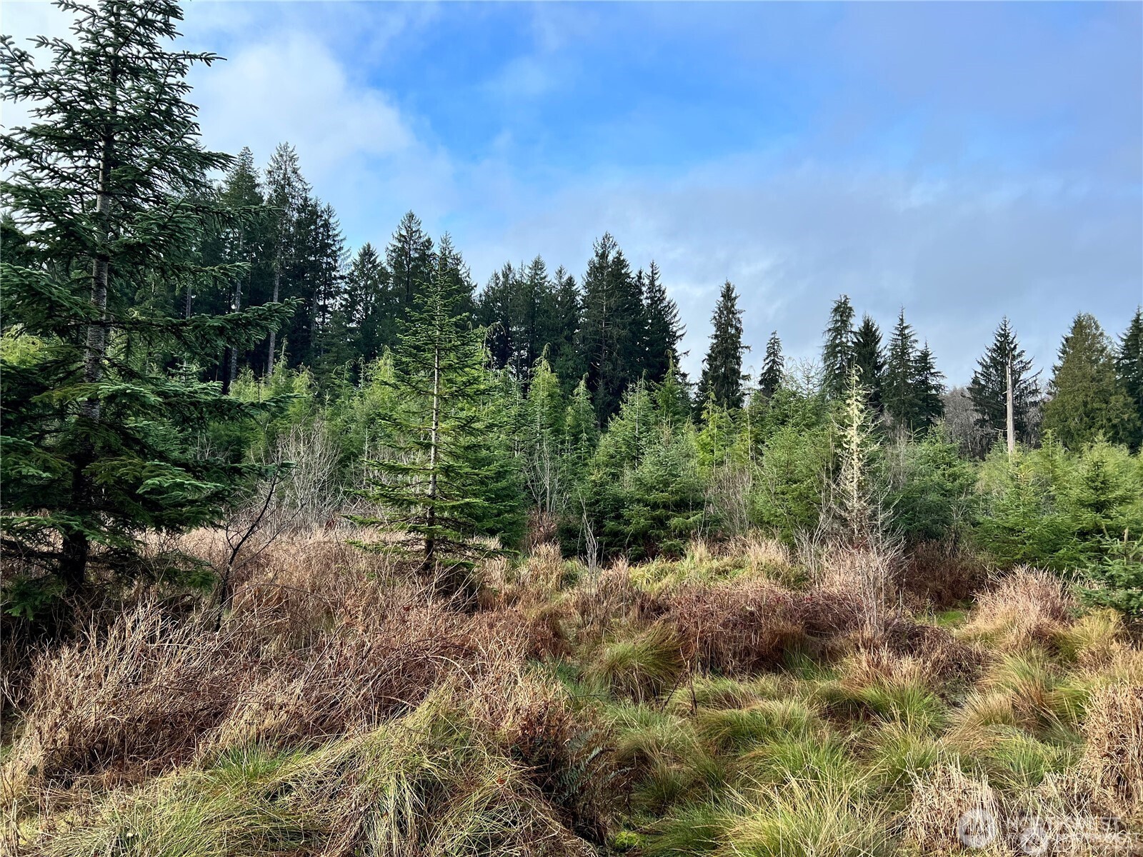 0 Hwy 101 Cosmopolis Wa 98537 Raymond, WA 98577 - Photo 5 of 6 a view of a forest with trees in the background