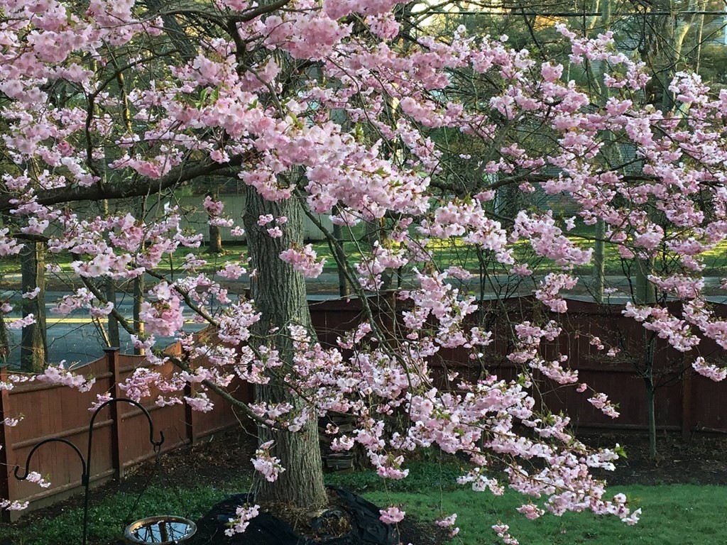 29 Old Bridge Road Concord, MA 01742 - Photo 2 of 37 a picture of flowers