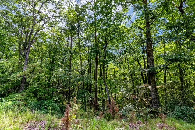 a view of a lush green forest