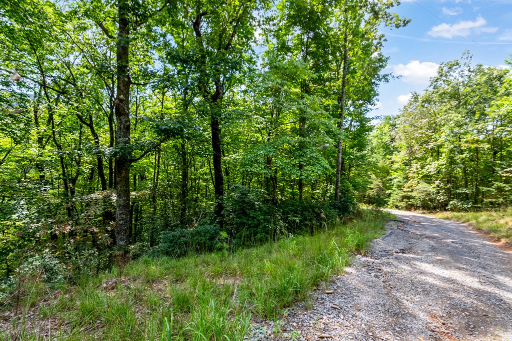 4.69-ac 4.69-ac Rockwater Road Cherry Log, GA 30522 - Photo 19 of 22 a view of a yard with plants and a large tree