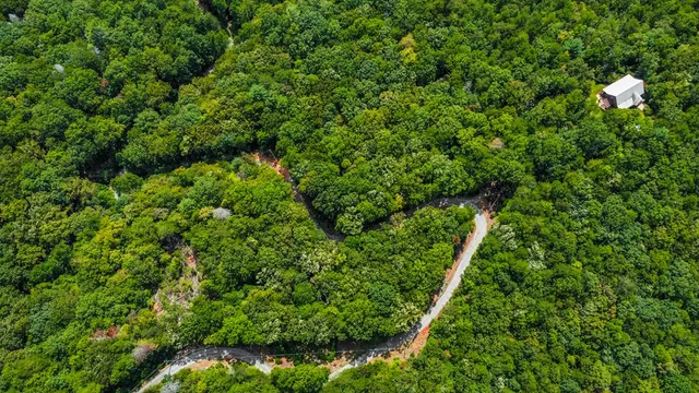 a view of a lush green forest