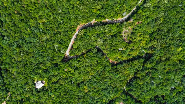 a map view of a tree