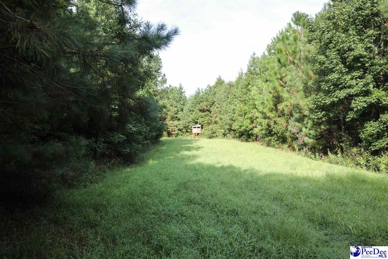 53-acres Old River Road Florence, SC 29505 - Photo 8 of 18 Gallery Image 8