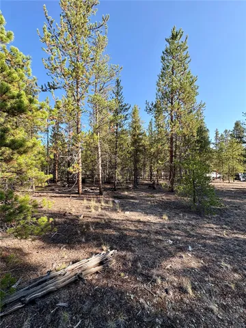 a view of a forest with trees