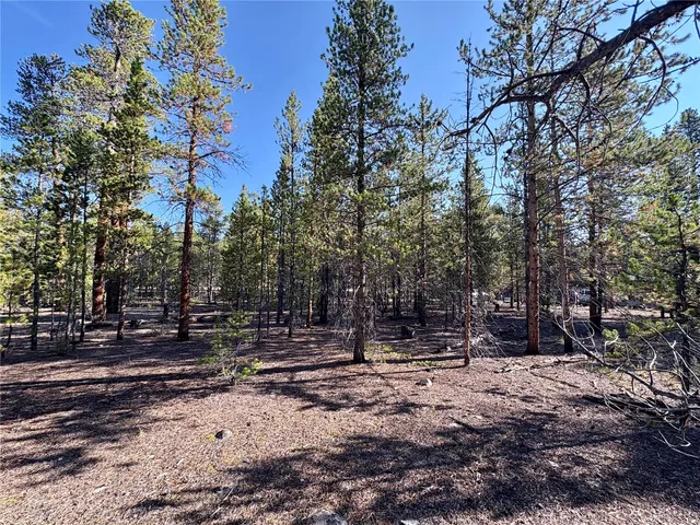 a view of a forest with trees
