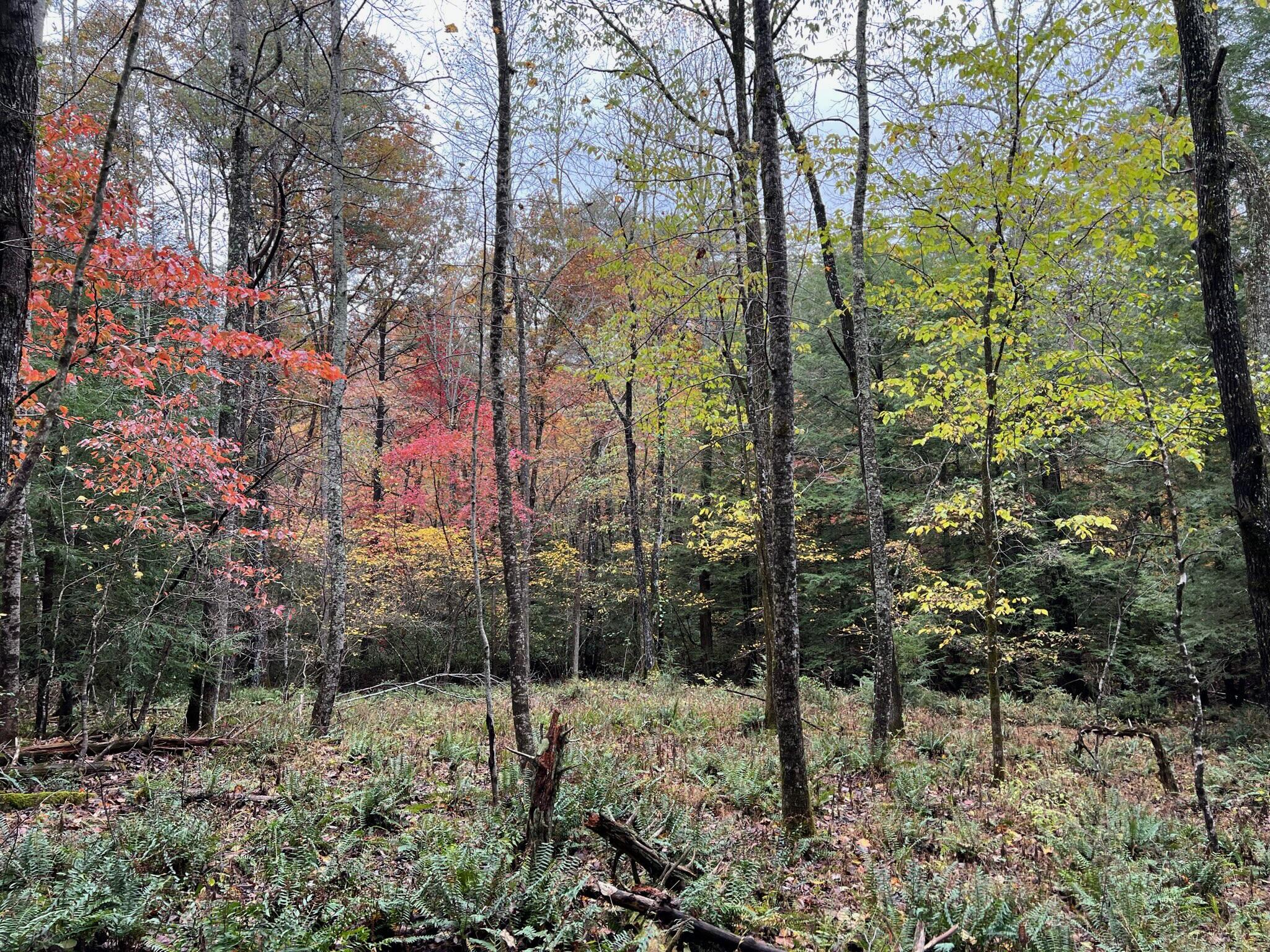 1866 Wolfhaven Road, Unit TRACT 5 Spencer, TN 38585 - Photo 9 of 10 205949D0-84D9-48C1-8421-FE9C3F636B6F