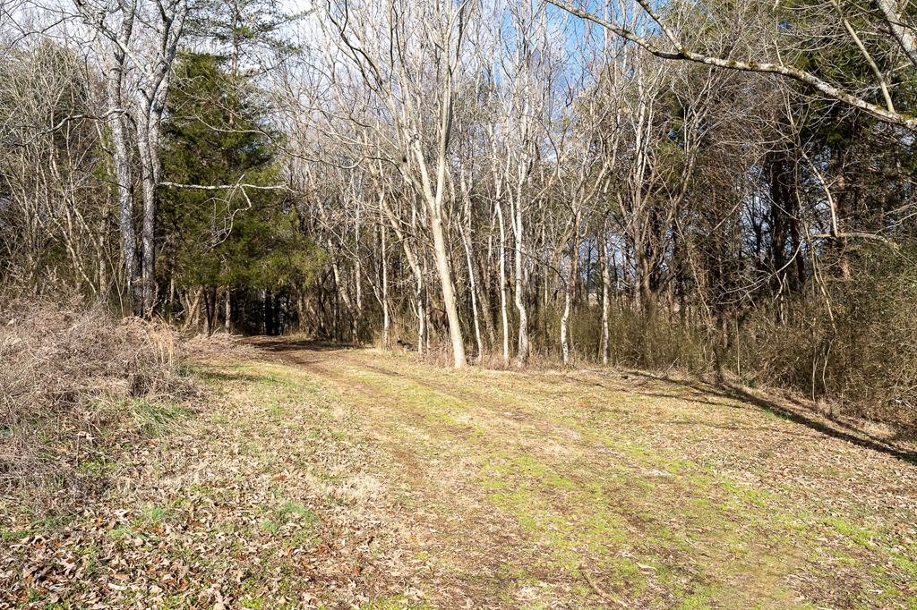 786 Quebeck Road Quebeck, TN 38579 - Photo 24 of 30 a view of yard and trees