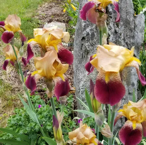 $475,000 | 1452 Tyson Road, Reading, VT 05062