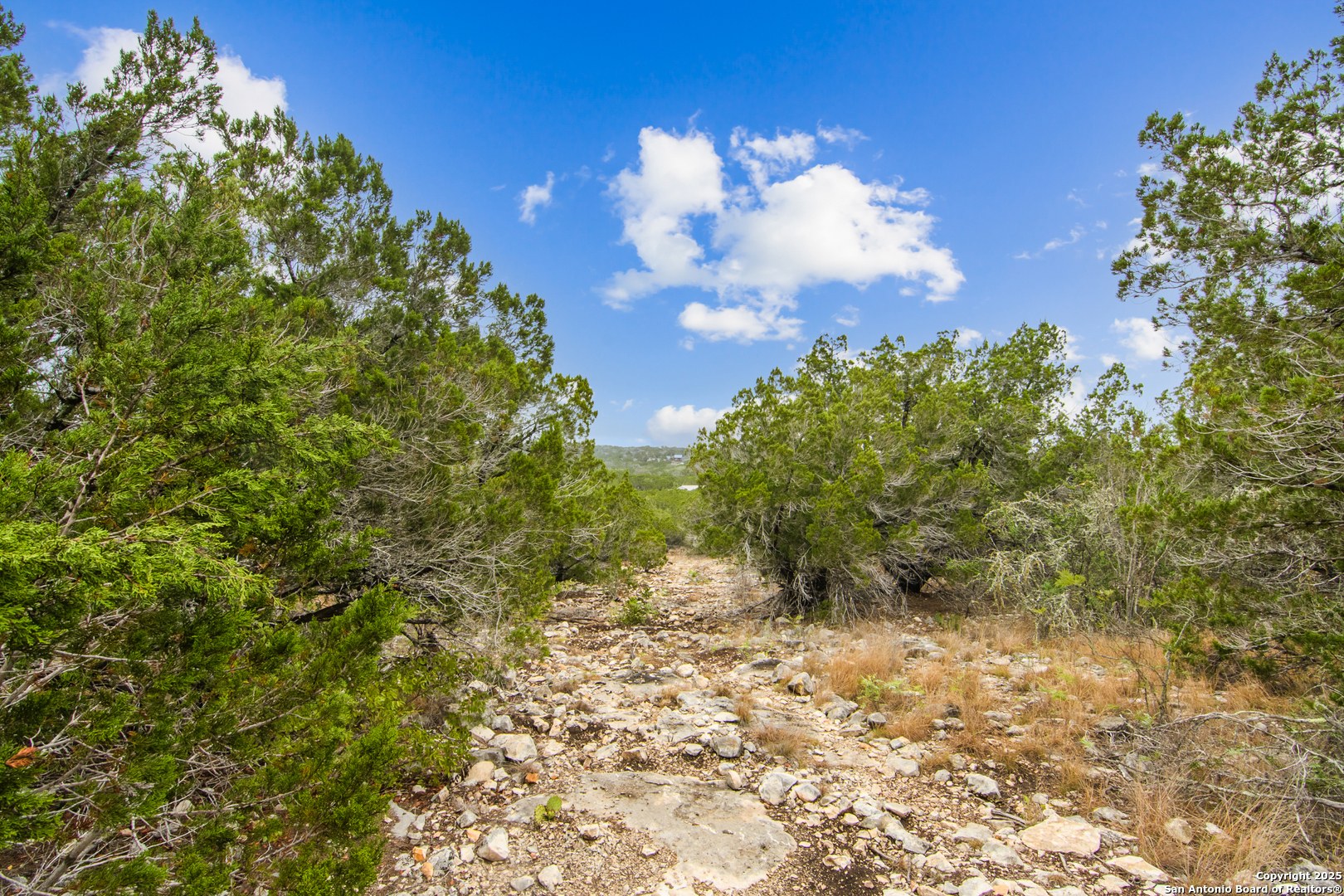 87 Mutt Road Brackettville, TX 78832 - Photo 8 of 20 a view of a bunch of trees in a yard