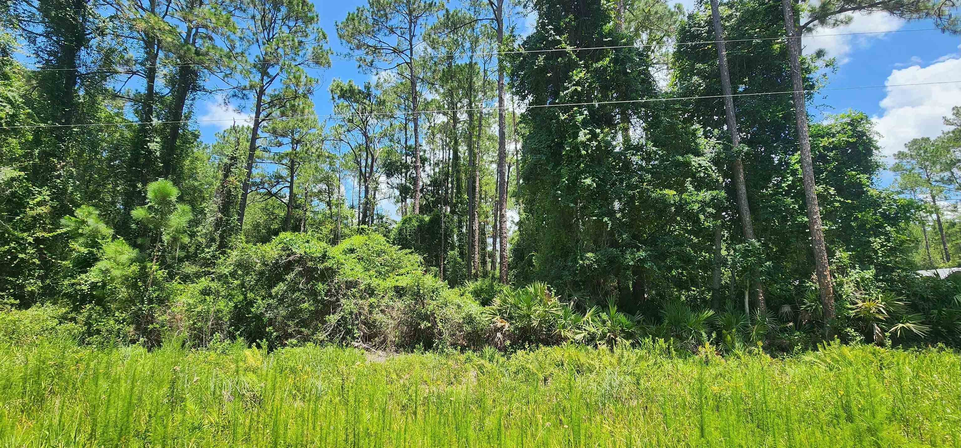 112 Northeast Terrace Georgetown, FL 32139 - Photo 1 of 6 a view of a garden