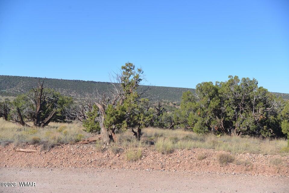 4389 South Sorrel Snowflake, AZ 85937 - Photo 3 of 5 Mature trees
