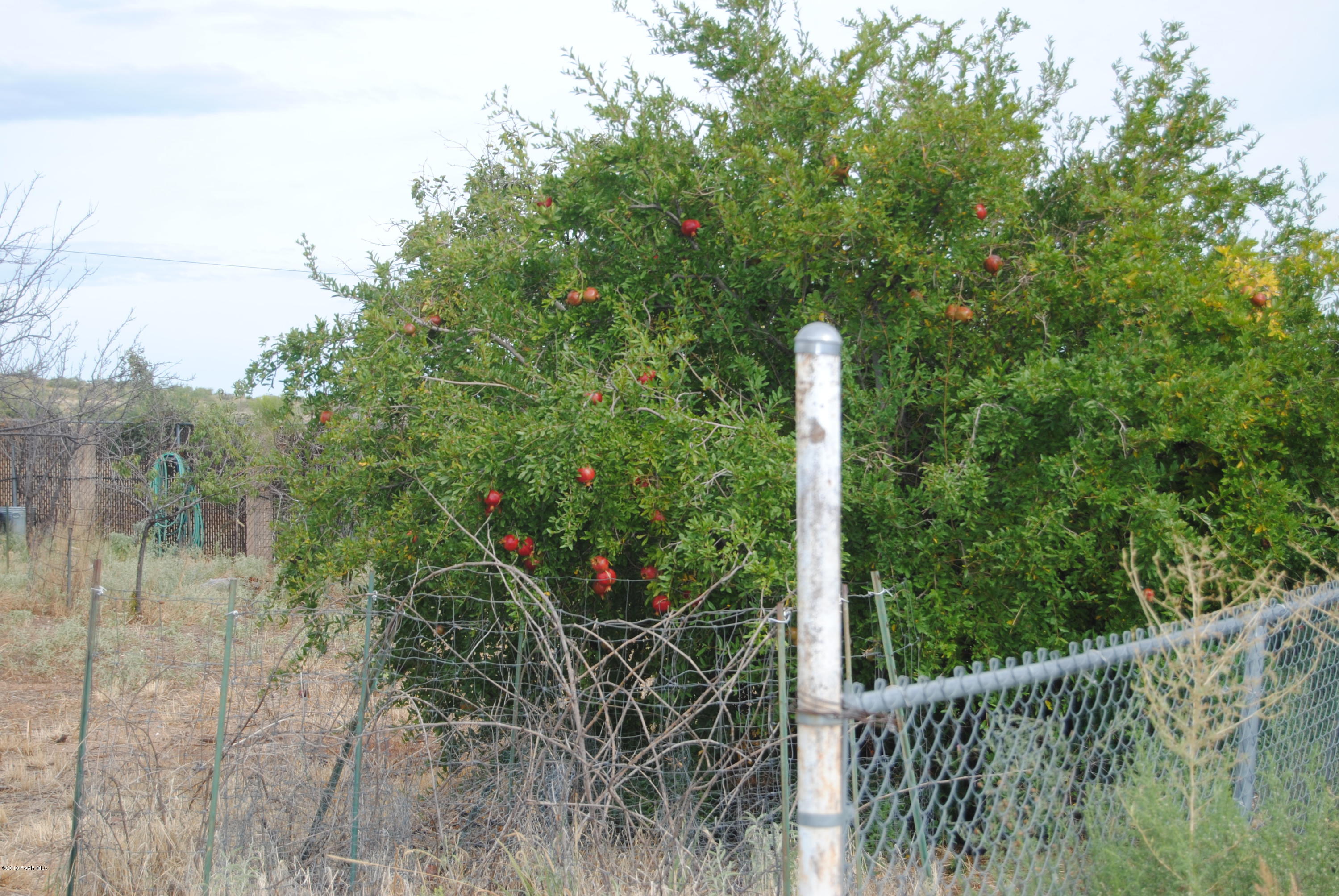 17050 East Spring Valley Road Mayer, AZ 86333 - Photo 17 of 19 017_Pomegranite