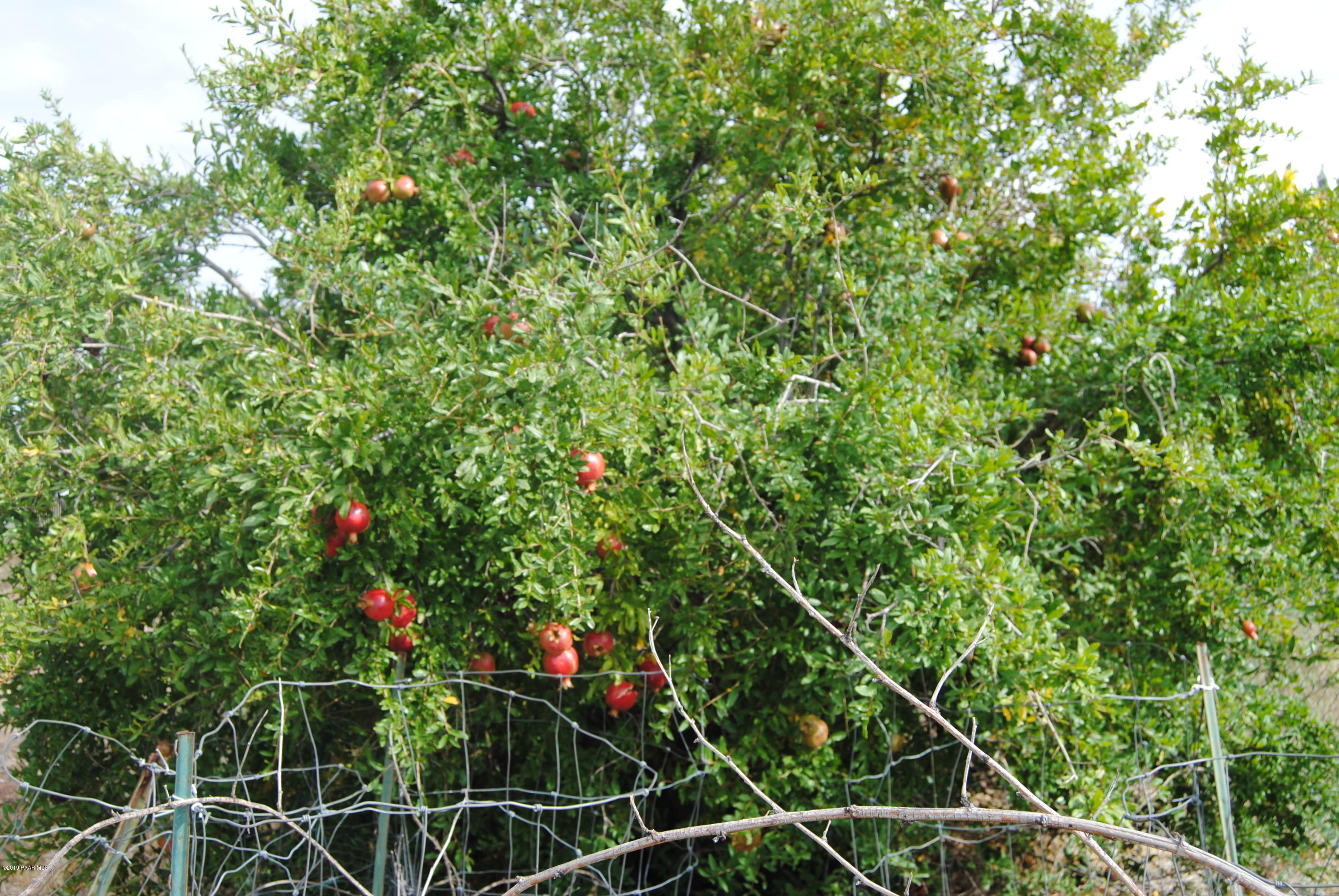 17050 East Spring Valley Road Mayer, AZ 86333 - Photo 6 of 19 006_Pomegranites