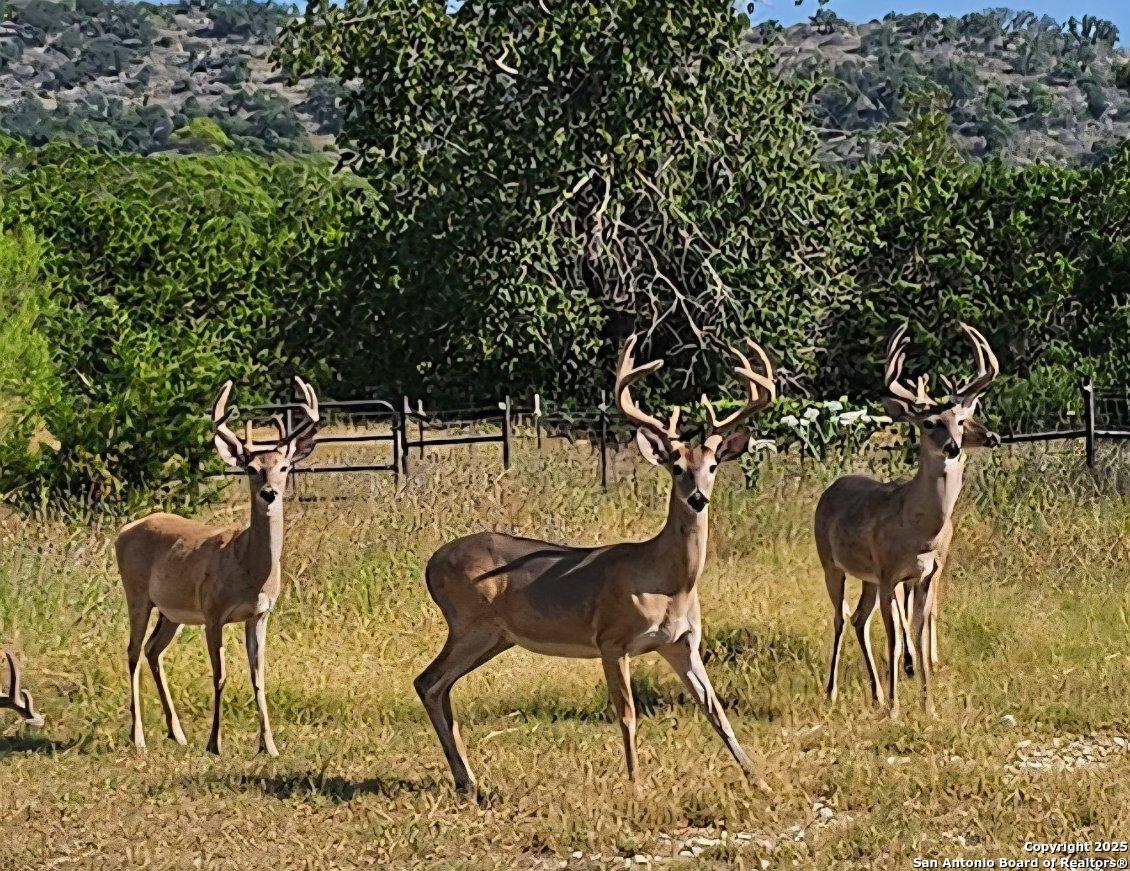 4380 Bear Springs Road Pipe Creek, TX 78063 - Photo 56 of 60 a view of a chairs and table in the patio