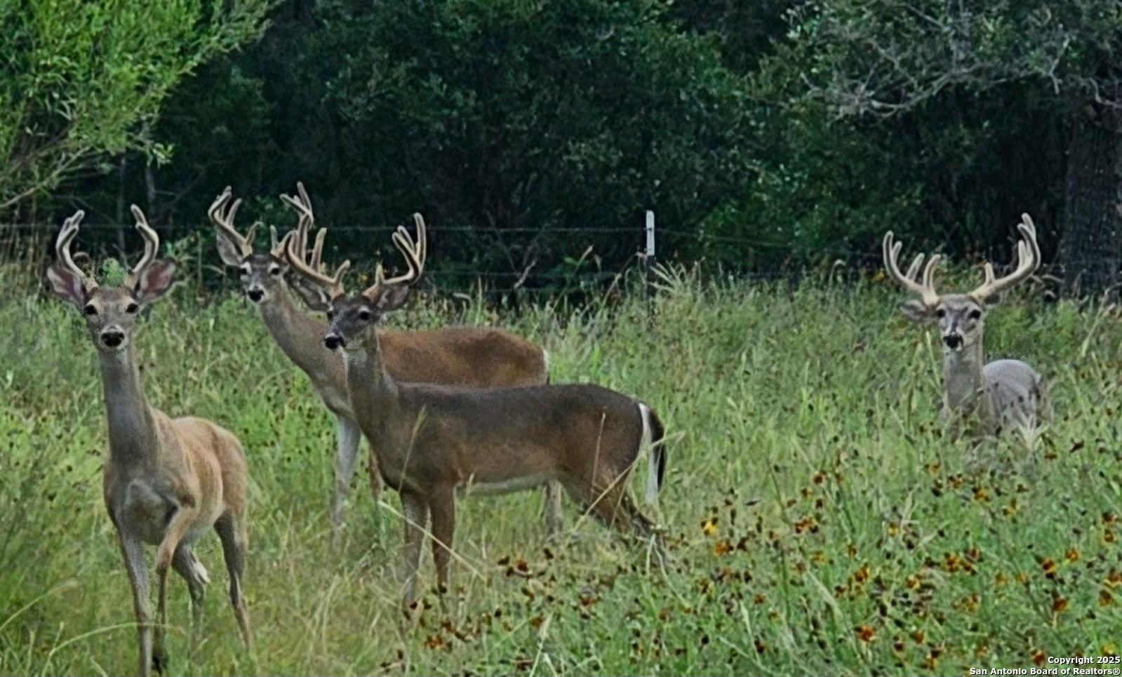 4380 Bear Springs Road Pipe Creek, TX 78063 - Photo 57 of 60