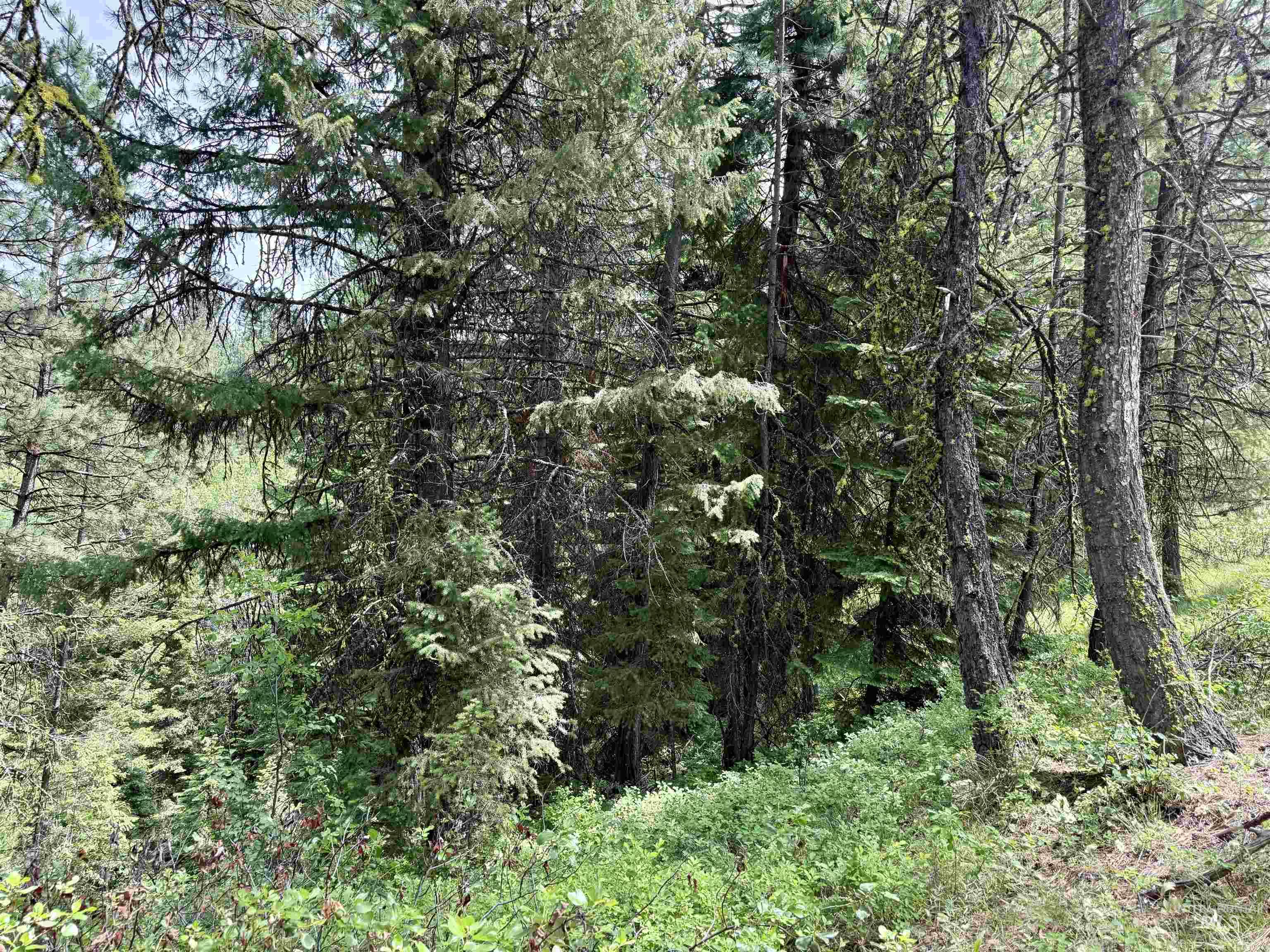 53 Landale Lane Cascade, ID 83611 - Photo 3 of 8