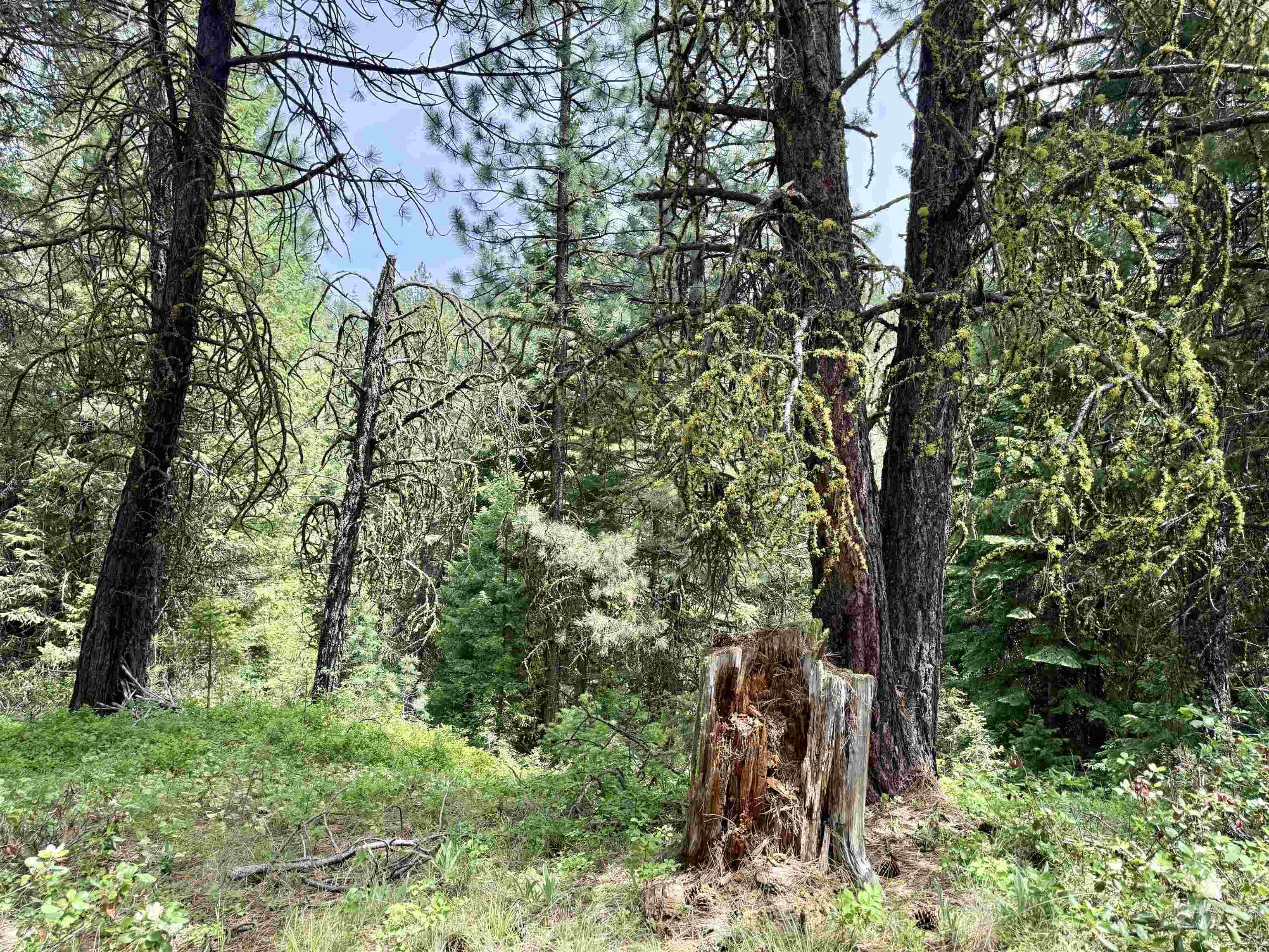 53 Landale Lane Cascade, ID 83611 - Photo 4 of 8