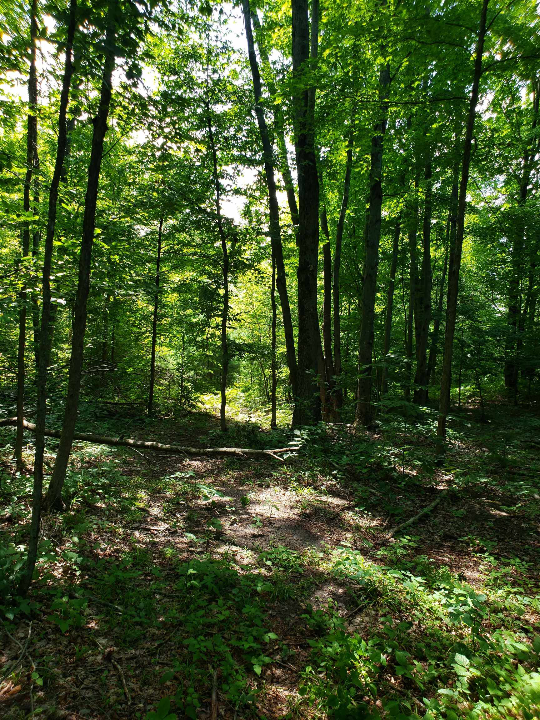 10389 West Four Road Mesick, MI 49668 - Photo 18 of 24 Gallery Image 18