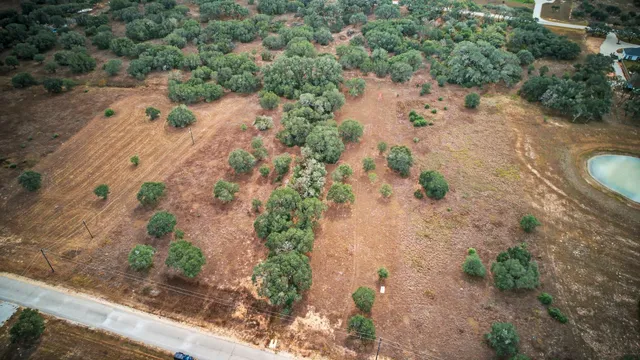 a view of a dry yard with lots of trees