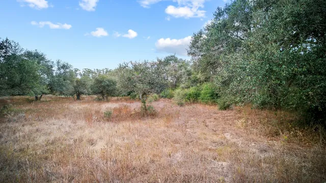 a view of a forest with trees in the background