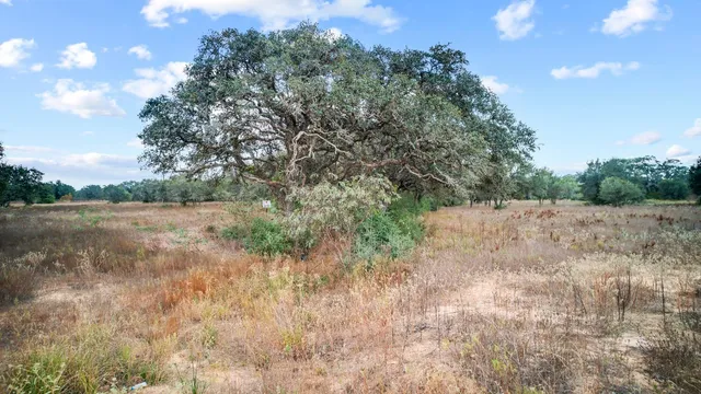 a view of a forest that has a tree
