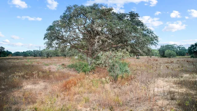 a view of a yard with a tree