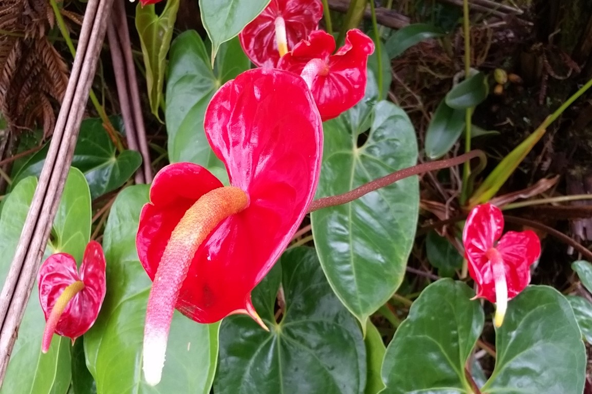 30 Kaleponi Road Pahoa, HI 96778 - Photo 21 of 21