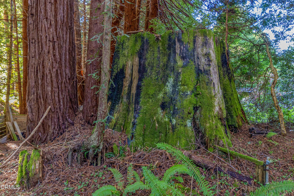 44720 Jack Peters Creek Road Mendocino, CA 95460 - Photo 10 of 12