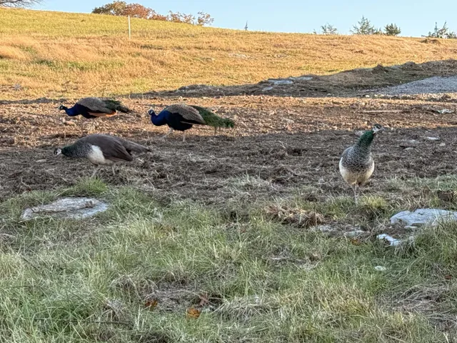 a view of a house with a roof
