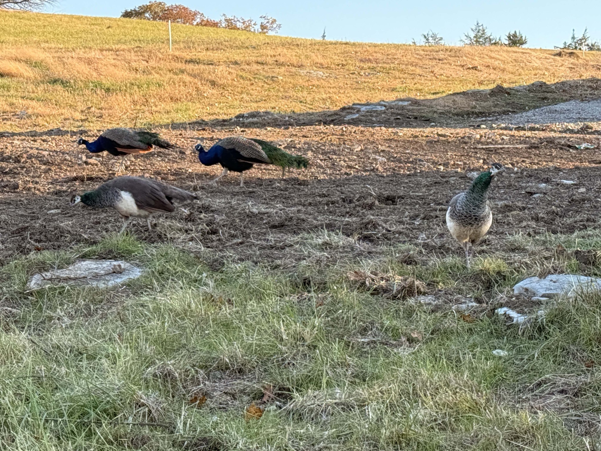 1894 Porterfield Road Readyville, TN 37149 - Photo 16 of 57