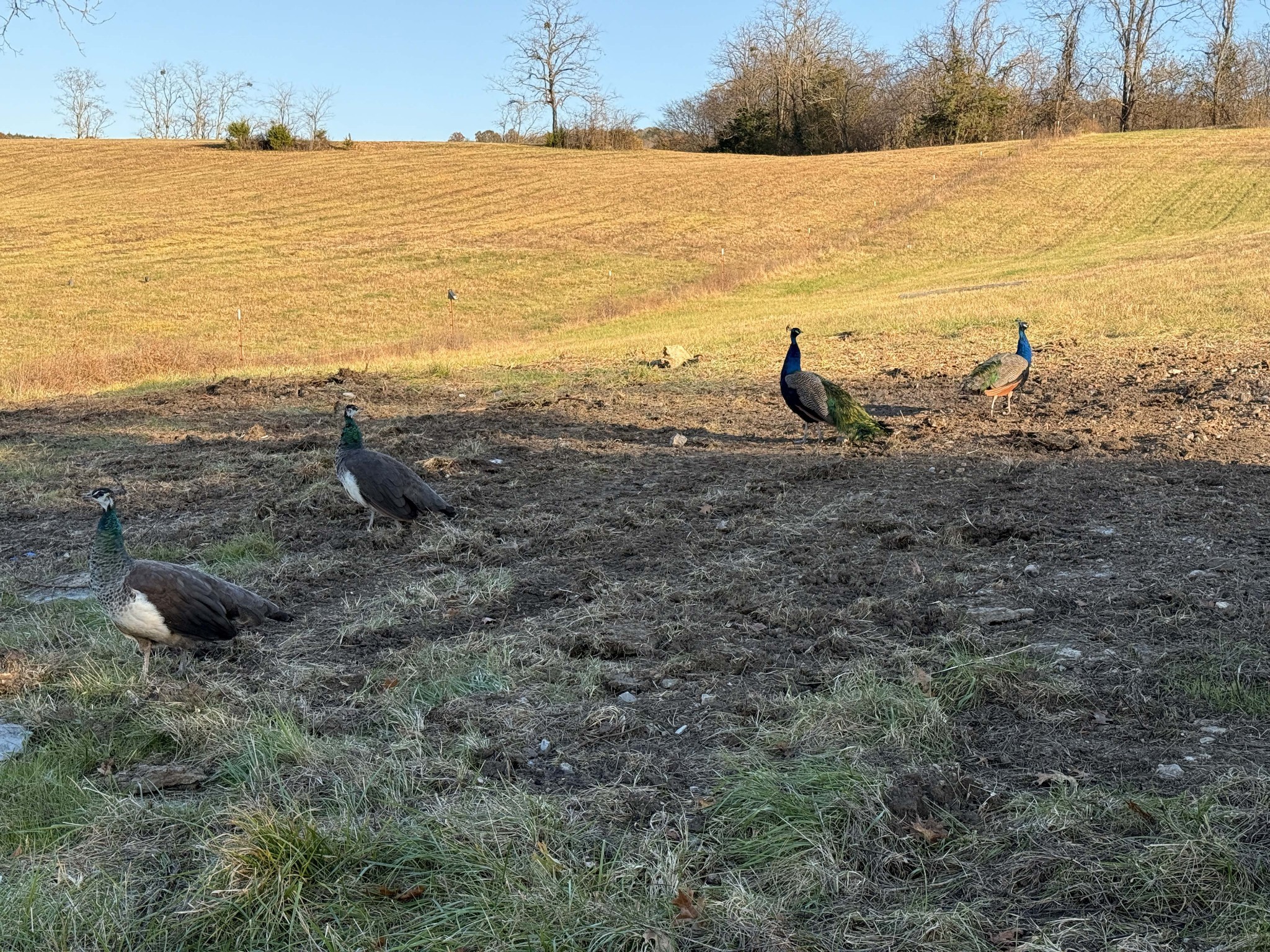 1894 Porterfield Road Readyville, TN 37149 - Photo 17 of 57