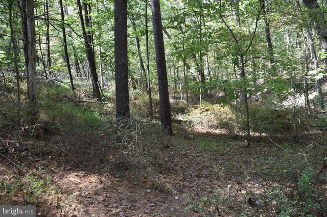 a view of a forest that has large trees