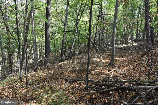 a view of a forest filled with trees