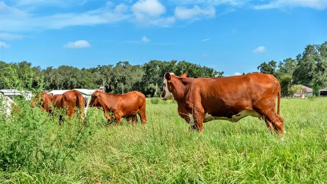 a view of yard with couple of chairs