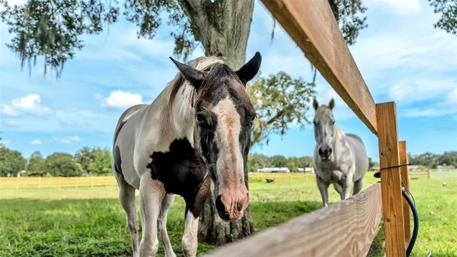 a view of a field with an ocean