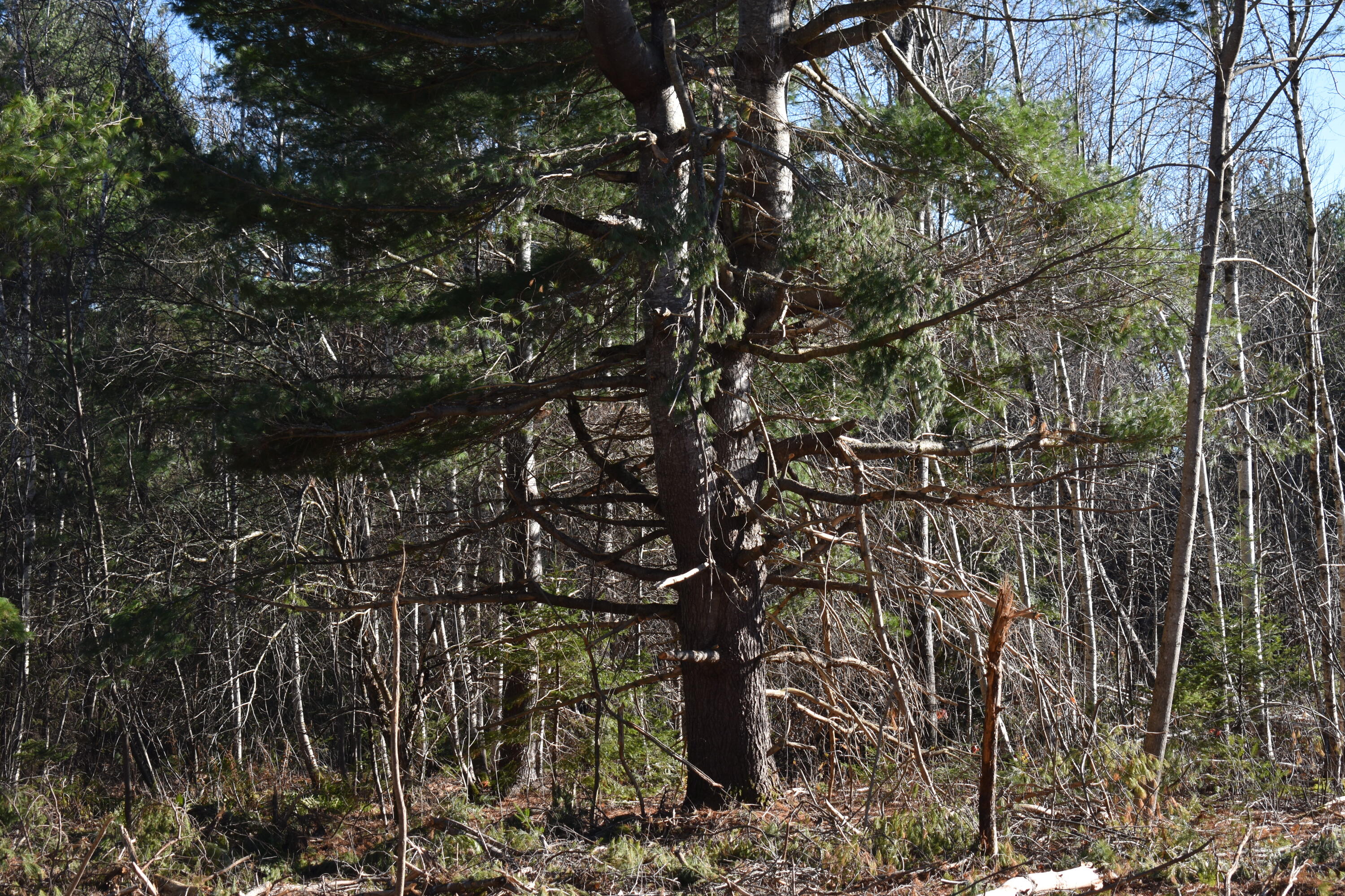 T7 R3 Nbpp Me 04487 Road Springfield, ME 04487 - Photo 2 of 13 DSC_0187