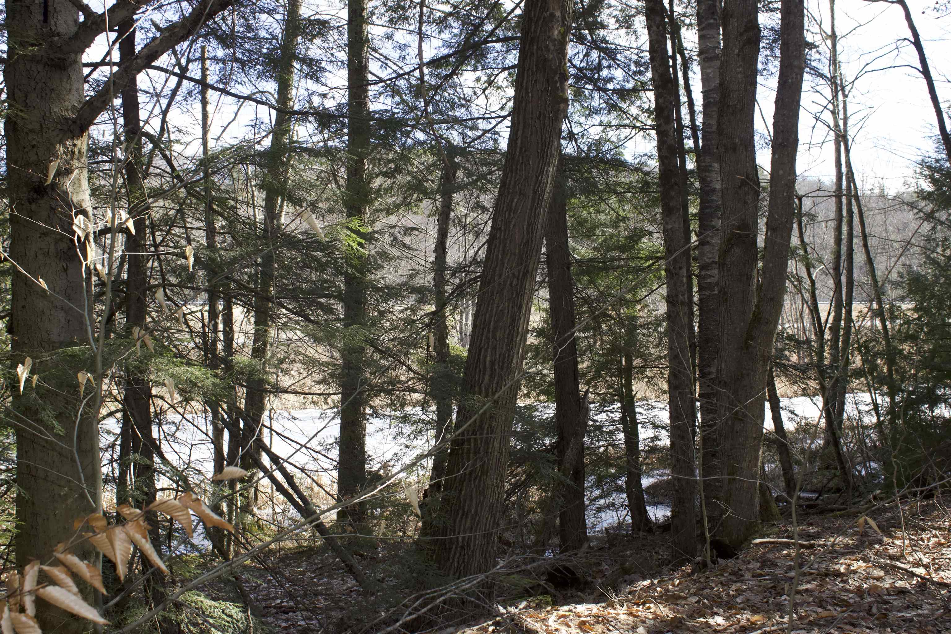0 Whiskey Pine Road North Sutton, NH 03260 - Photo 3 of 16