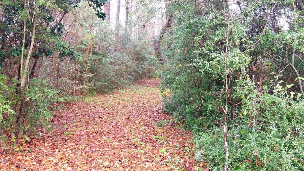999 Fish Hatchery Road Lacombe, LA 70445 - Photo 3 of 9 Gallery Image 3