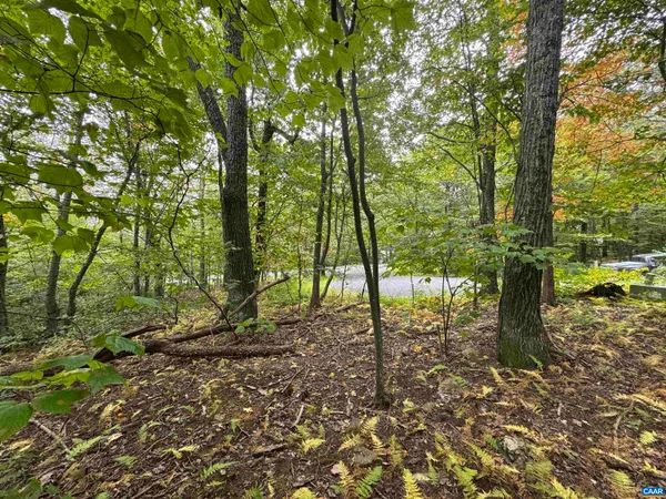 a view of a forest with trees