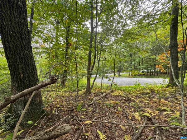 a view of backyard with tree