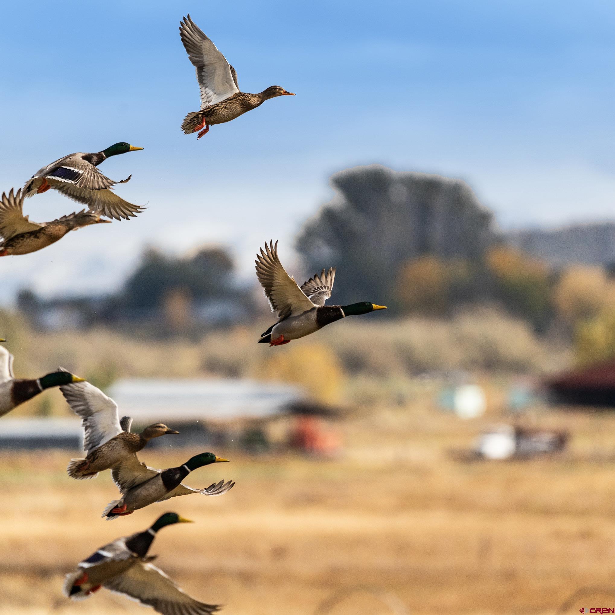 2997 20.5 Road Cortez, CO 81321 - Photo 20 of 27 Plenty of ponds and wetland for waterfowl