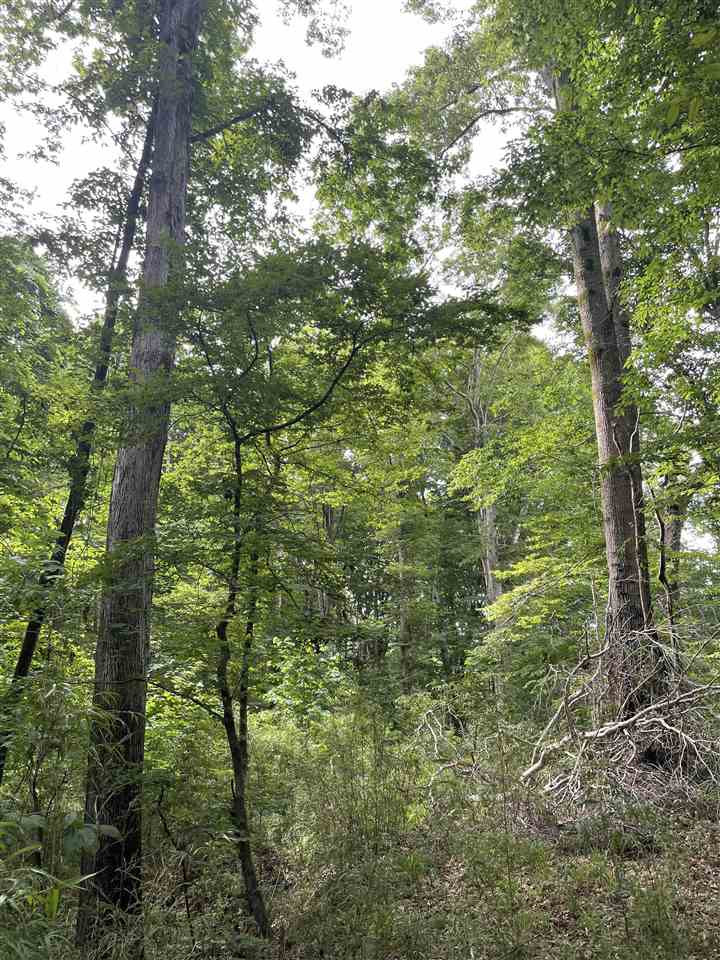 0 Thornton Road Lexington, MS 39095 - Photo 11 of 17 Photo 11
