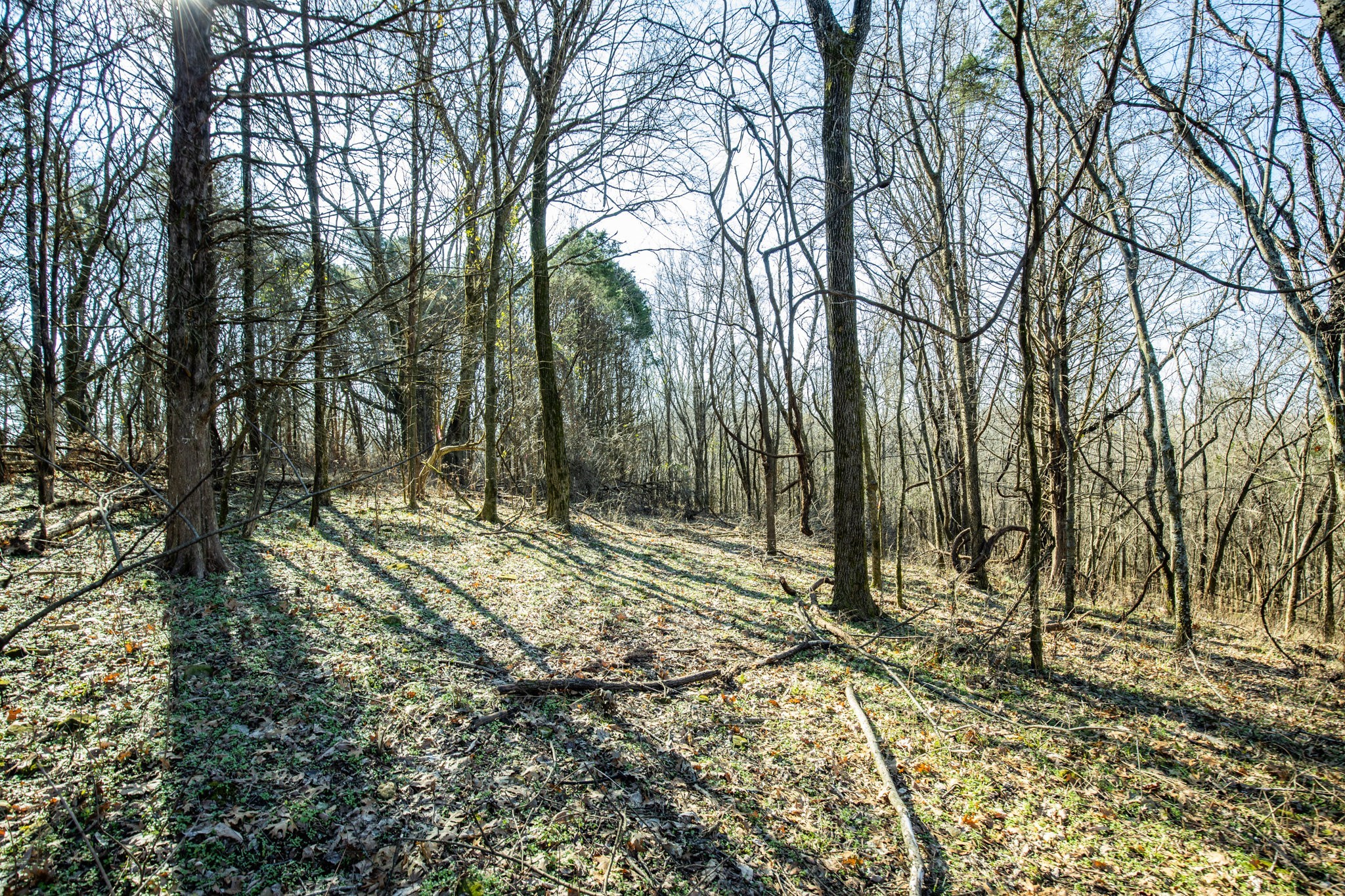 0 Nicholson Schoolhouse Road Columbia, TN 38401 - Photo 6 of 15 a view of a yard with large tree