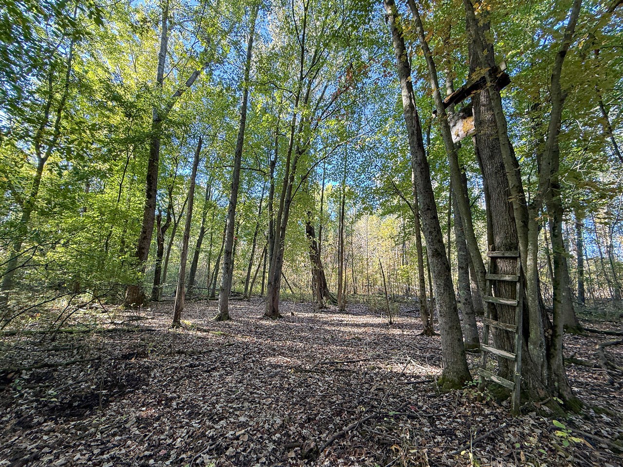7710 21 Mile Road Sand Lake, MI 49343 - Photo 1 of 13 Gallery Image 1